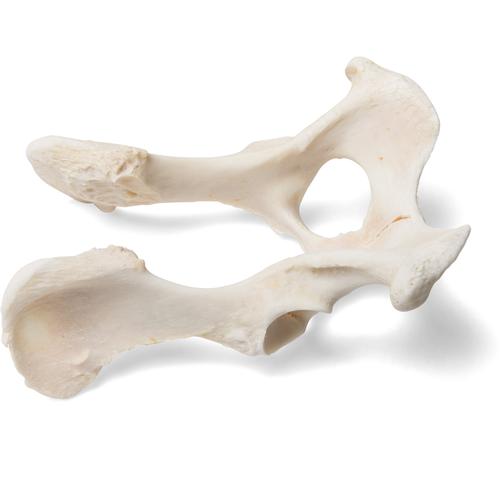 Chien (Canis lupus familiaris), modèle de bassin en os naturel, 1021062 [T30065], Ostéologie