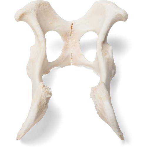 Chien (Canis lupus familiaris), modèle de bassin en os naturel, 1021062 [T30065], Ostéologie