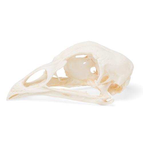Crâne de poulet (Gallus gallus domesticus), modèle prêparê, 1020968 [T30070], Stomatologie