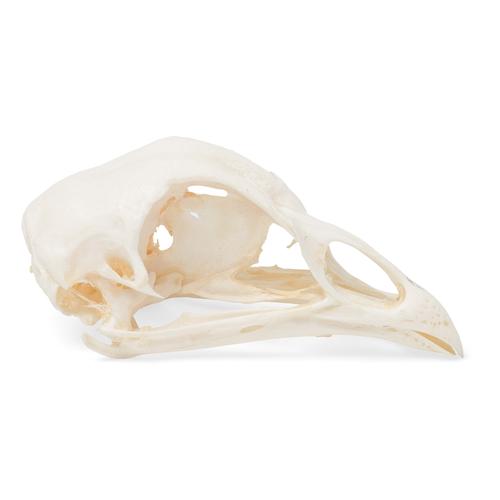 Crâne de poulet (Gallus gallus domesticus), modèle prêparê, 1020968 [T30070], Ornithologie (étude des oiseaux)