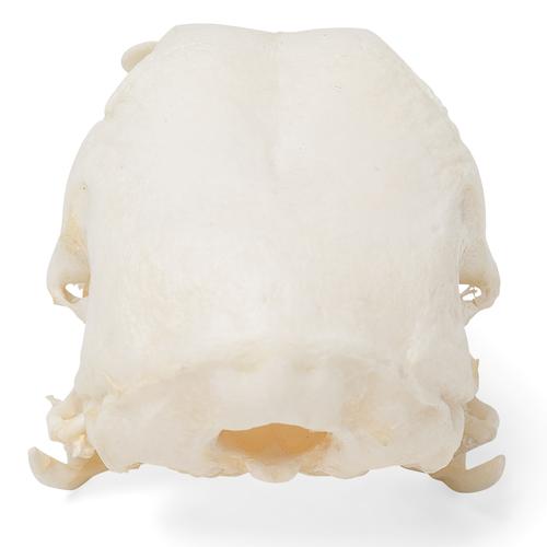 Crâne de poulet (Gallus gallus domesticus), modèle prêparê, 1020968 [T30070], Oiseaux