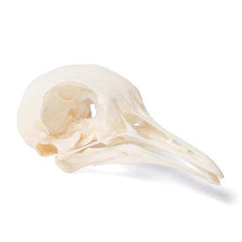 Crâne de pigeon (Columba livia domestica), modèle prêparê, 1020984 [T30071], Ornithologie (étude des oiseaux)