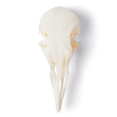 Crâne de pigeon (Columba livia domestica), modèle prêparê, 1020984 [T30071], Stomatologie