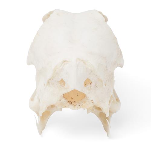 Crâne de canard (Anas platyrhynchos domestica), modèle prêparê, 1020981 [T30072], Ornithologie (étude des oiseaux)