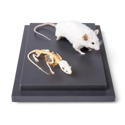Souris et squelette de souris (Mus musculus), sous couvercle de protection transparent, prêparations naturelles, 1021039 [T310011], Rongeurs (Rodentia)