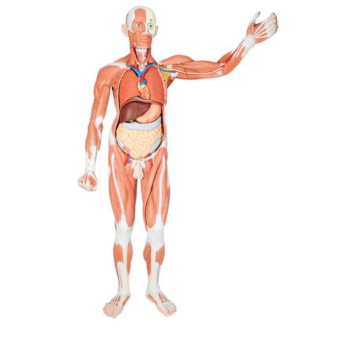 Figure musculaire masculine, grandeur nature, en 37 parties - 3B Smart Anatomy, 1001235 [VA01], Modèles de musculatures