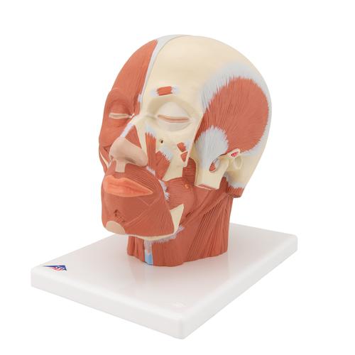 Musculature de la tête - 3B Smart Anatomy, 1001239 [VB127], Modèles de têtes
