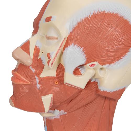 Musculature de la tête - 3B Smart Anatomy, 1001239 [VB127], Modèles de têtes