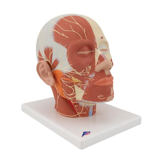 Musculature de la tête avec nerfs - 3B Smart Anatomy, 1008543 [VB129], Modèles de têtes
