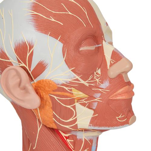 Musculature de la tête avec nerfs - 3B Smart Anatomy, 1008543 [VB129], Modèles de têtes