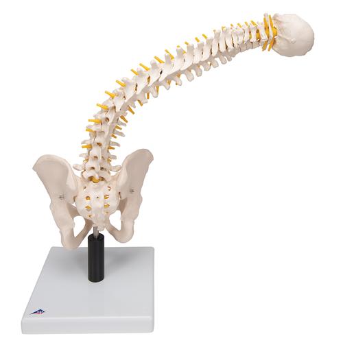 Colonne vertébrale flexible avec disques intervertébraux mous - 3B Smart Anatomy, 1008545 [VB84], Colonnes vertébrales (rachis)