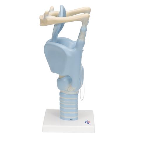 Larynx fonctionnel, agrandi 3 fois - 3B Smart Anatomy, 1001242 [VC219], Modèles ORL