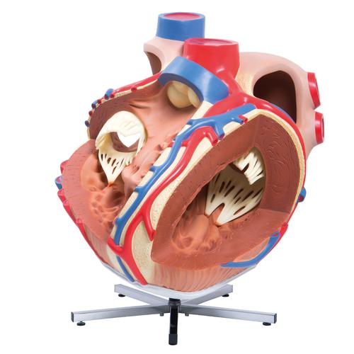 Cœur, agrandi 8 fois - 3B Smart Anatomy, 1001244 [VD250], Modèles cœur et circulation