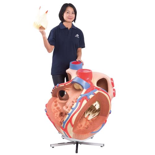 Cœur, agrandi 8 fois - 3B Smart Anatomy, 1001244 [VD250], Modèles cœur et circulation