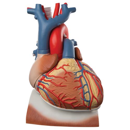 Cœur sur diaphragme, agrandi 3 fois, en 10 parties - 3B Smart Anatomy, 1008547 [VD251], Modèles cœur et circulation