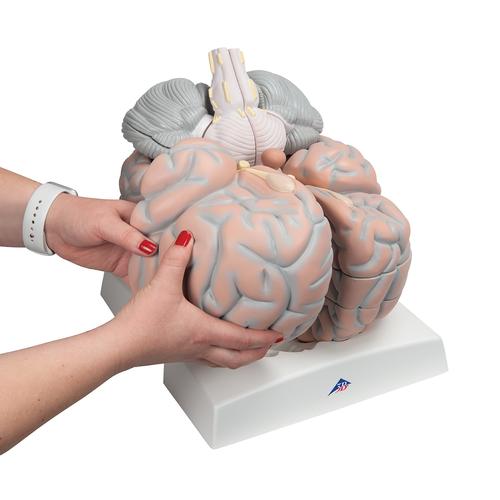 Cerveau géant, agrandi 2,5 fois, en 14 parties - 3B Smart Anatomy, 1001261 [VH409], Modèles de cerveaux