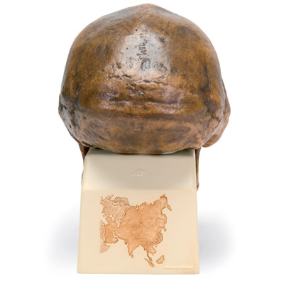 Rêplique de crâne d'Homo erectus pekinensis (Weidenreich, 1940), 1001293 [VP750/1], Evolution