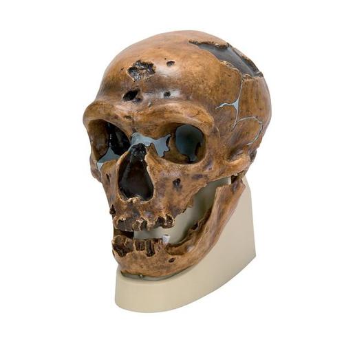 Rêplique de crâne d'Homo neanderthalensis (La Chapelle-aux-Saints 1), 1001294 [VP751/1], Evolution