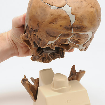 Rêplique de crâne d'Homo neanderthalensis (La Chapelle-aux-Saints 1), 1001294 [VP751/1], Anthropologique Skulls
