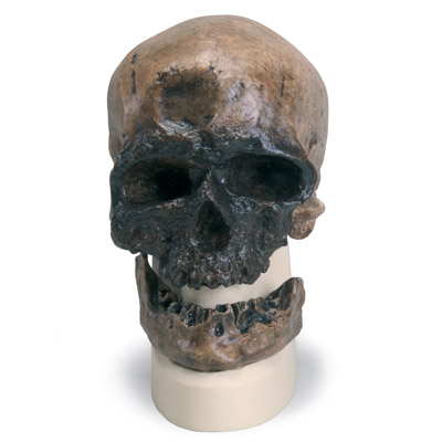 Rêplique de crâne d'Homo sapiens (Crô-Magnon), 1001295 [VP752/1], Evolution