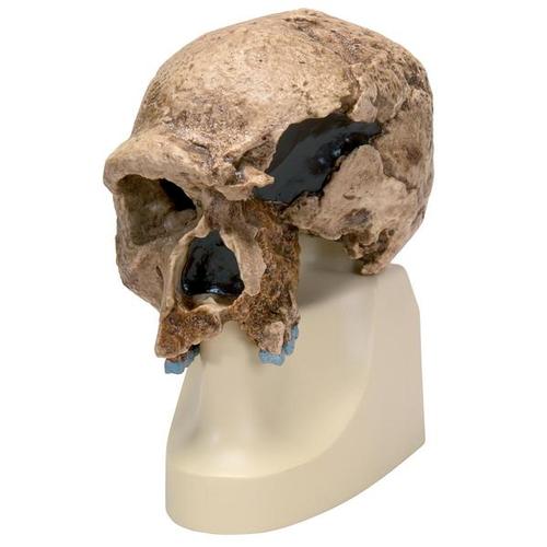 Rêplique de crâne d'Homo steinheimnensis (Berkhemer, 1936), 1001296 [VP753/1], Evolution