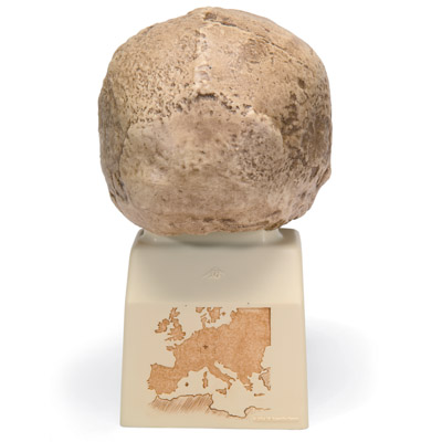 Rêplique de crâne d'Homo steinheimnensis (Berkhemer, 1936), 1001296 [VP753/1], Modèles de moulage de crânes humains
