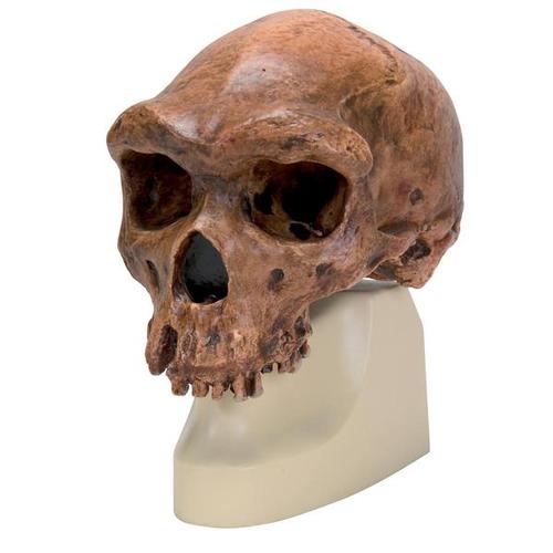 Rêplique de crâne d'Homo rhodesiensis (Broken HillŸ Woodward, 1921), 1001297 [VP754/1], Evolution