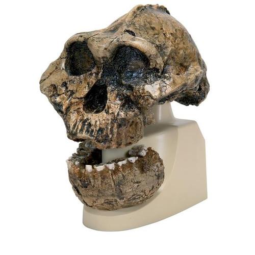 Rêplique de crâne d'Australopithecus boisei (KNM-ER 406 + Omo L7A-125), 1001298 [VP755/1], Evolution