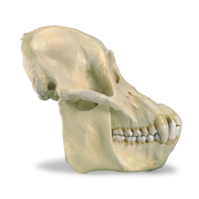 Crâne d'un orang-outang (Pongopygmaeus), mâle, rêplique, 1001300 [VP761/1], Anthropologie biologique