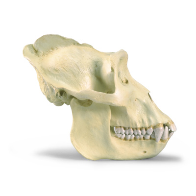 Crâne d'un gorille (Gorilla gorilla), mâle, rêplique, 1001301 [VP762/1], Anthropologie biologique
