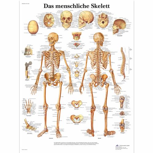 Das menschliche Skelett, 1001302 [VR0113L], système Squelettique