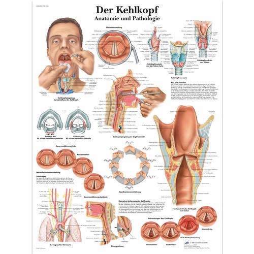 Der Kehlkopf, 1001336 [VR0248L], organes de la parole
