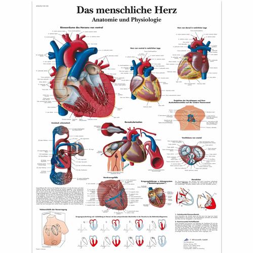 Das menschliche Herz - Anatomie und Physiologie, 1001358 [VR0334L], Éducation Santé du Coeur et Fitness