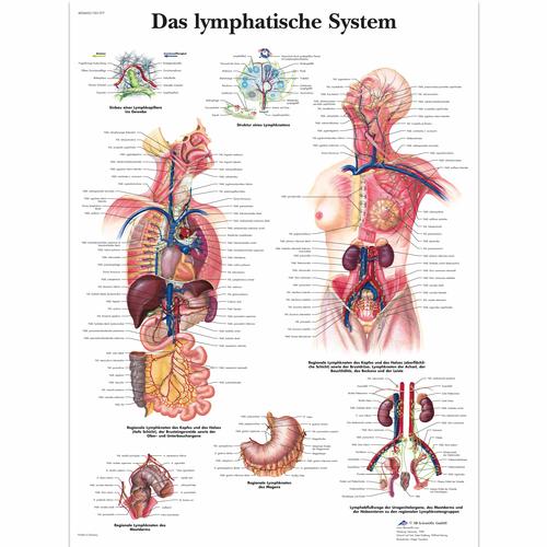 Das Lymphatische System, 1001377 [VR0392L], Système lymphatique