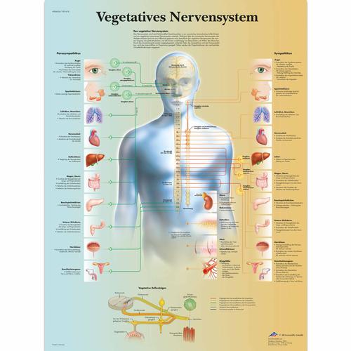 Vegetatives Nervensystem, 4006626 [VR0610uu], Cerveau et système nerveux