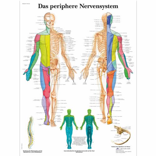 Das periphere Nervensystem, 1001424 [VR0621L], Cerveau et système nerveux
