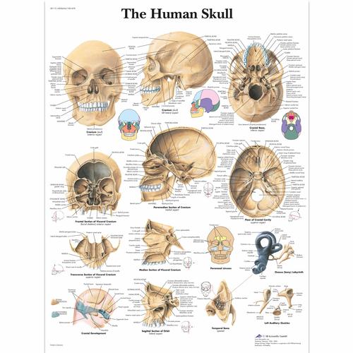 The Human Skull, 4006656 [VR1131UU], système Squelettique