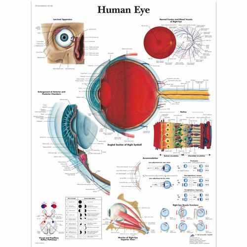 Human Eye, 4006665 [VR1226UU], Yeux