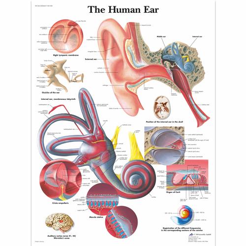 Human Ear, 4006667 [VR1243UU], Oreille, nez et gorge