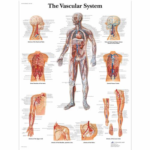 The Vascular System, 1001528 [VR1353L], Système circulatoire

