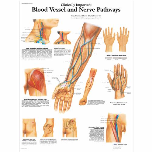 Clinically Important Blood Vessel and Nerve Pathways, 1001530 [VR1359L], système cardiovasculaire