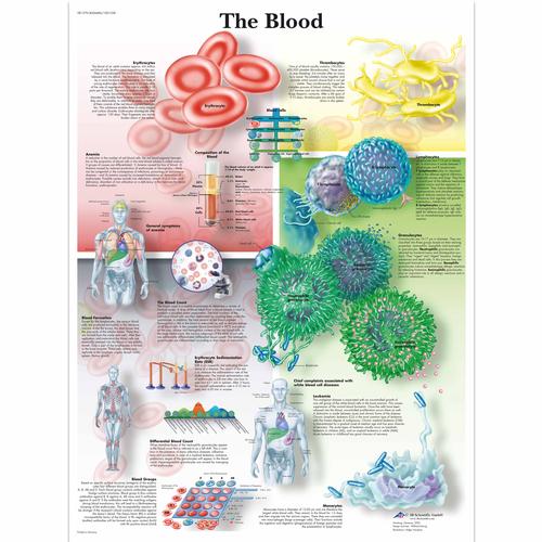 The Blood, 4006686 [VR1379UU], système cardiovasculaire