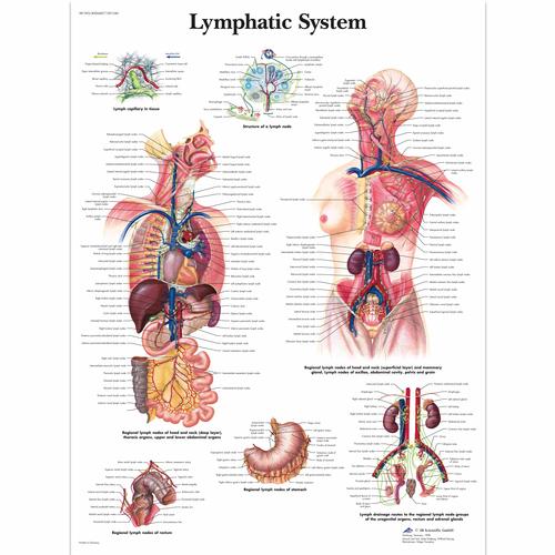 Lymphatic System, 1001540 [VR1392L], Système lymphatique