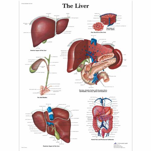 The Liver, 4006689 [VR1425UU], Système métabolique