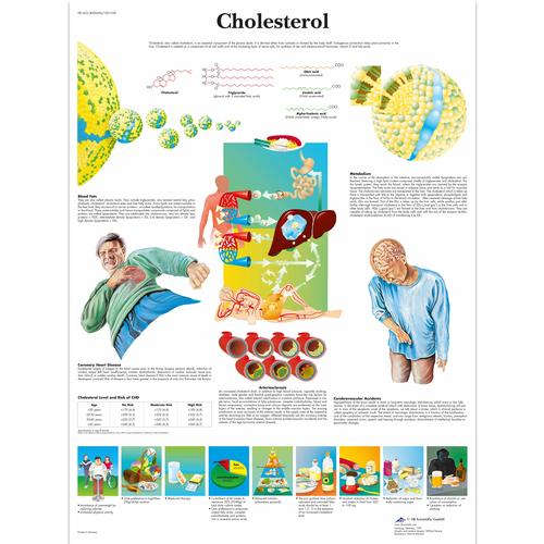 Cholesterol, 1001558 [VR1452L], système cardiovasculaire