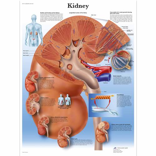 Kidney, 4006699 [VR1515UU], Système métabolique