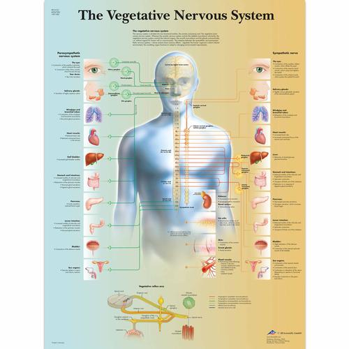 The Vegetative Nervous System, 1001582 [VR1610L], Cerveau et système nerveux