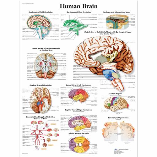 Human Brain, 1001584 [VR1615L], Cerveau et système nerveux