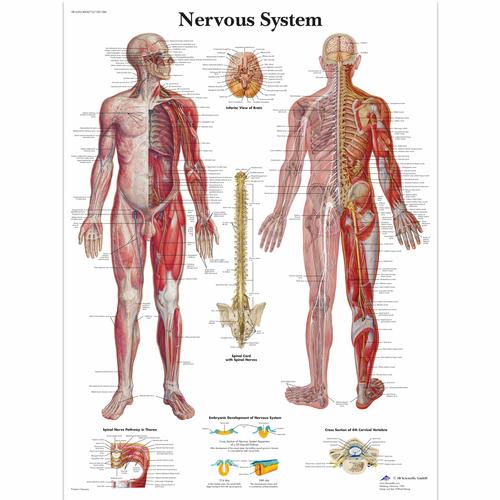 Nervous System, 4006710 [VR1620UU], Cerveau et système nerveux