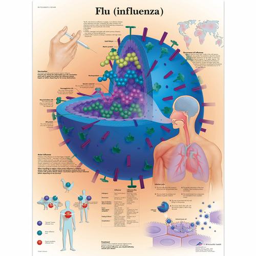 Flu (Influenza), 1001608 [VR1722L], Parasitaires, virales ou Infection bactérienne